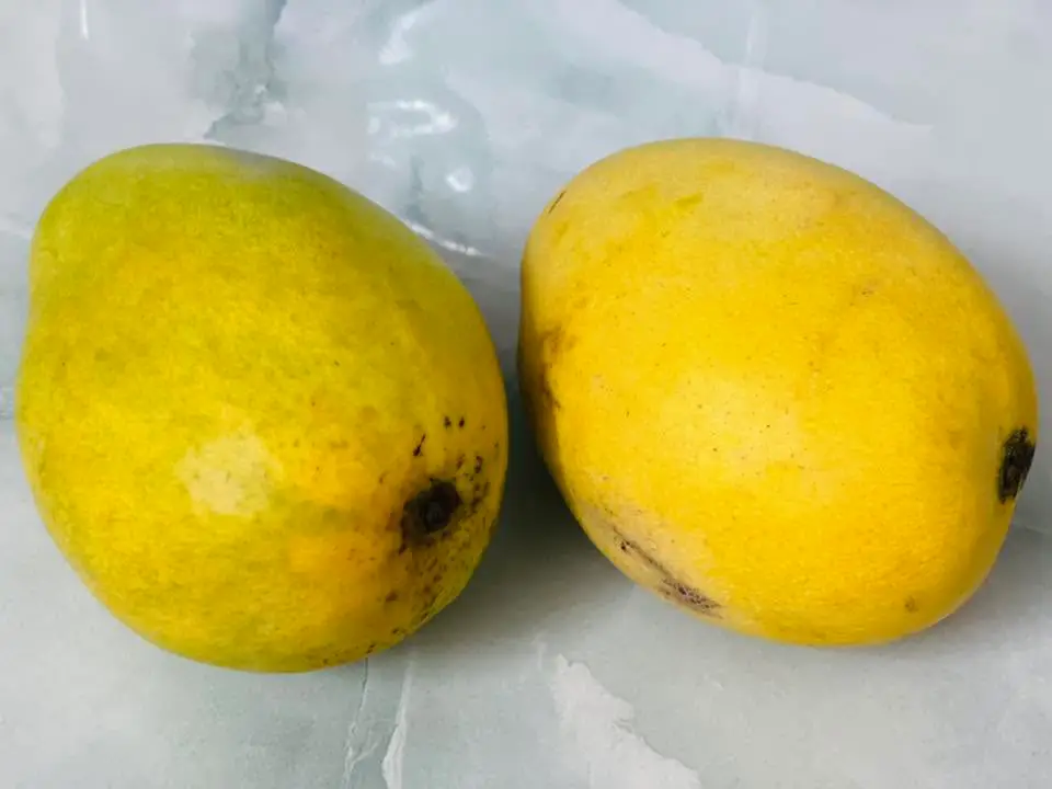 Xoài chín tươi ngon dùng trong bữa trưa tại trường