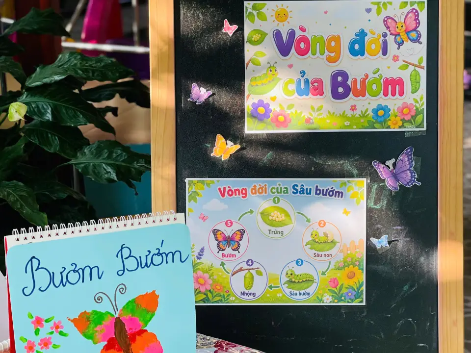 Bảng giới thiệu vòng đời của bướm tại Mầm non Hoàng Kim